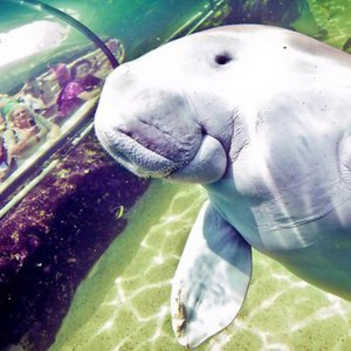 Dugong