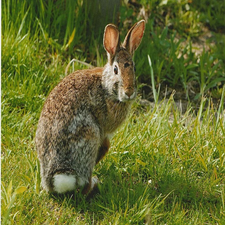 Eastern Cottontail