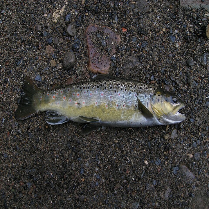 Brown Trout